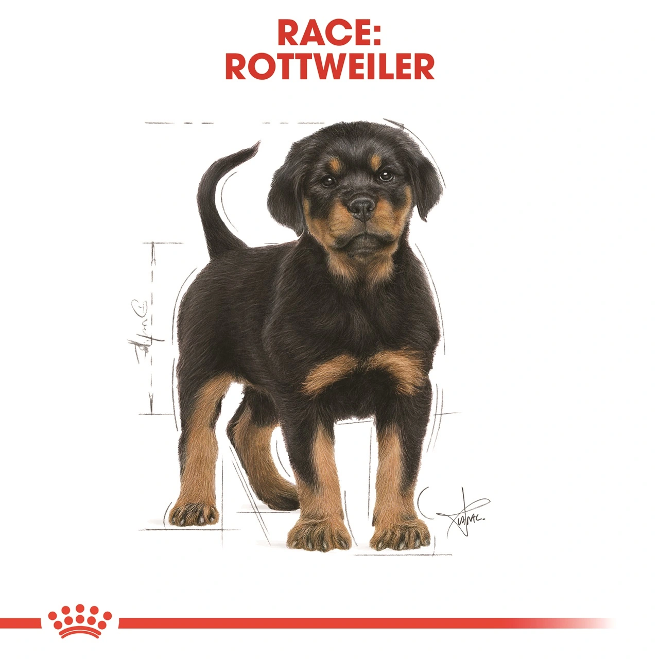 Royal Canin Rottweiler Puppy 12 kg - tørfoder til hvalpe